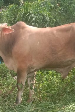 Semangat Idul Adha 1447 H, Desa Kampung Baru Sembelih 10 Ekor Sapi dan 2 Ekor Kambing Qurban