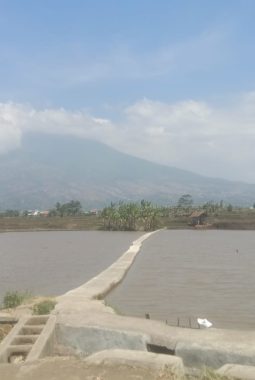 Viral di Garut, Sawah Lega Rancamaya mirip Danau Kecil dengan view Gunung Cikuray
