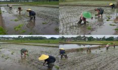 Dukung Ketahanan Pangan, Sertu Alim Santoso Dampingi Poktan Tani Makmur Tanam Padi di Jambewangi