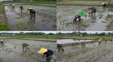 Dukung Ketahanan Pangan, Sertu Alim Santoso Dampingi Poktan Tani Makmur Tanam Padi di Jambewangi